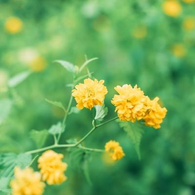 龙帆海战最新版下载